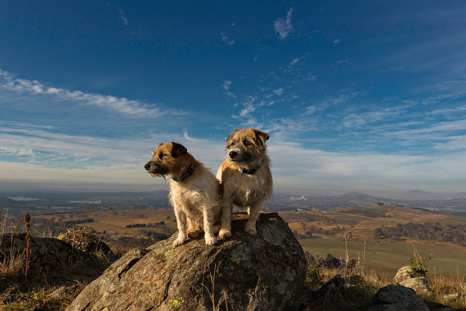 heroic dogs